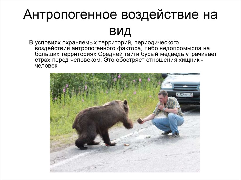 Бурый медведь приспособления. Антропогенные факторы бурого медведя. Биотические факторы бурого медведя. Влияние антропогенного фактора на бурого медведя. Медведь общая информация.