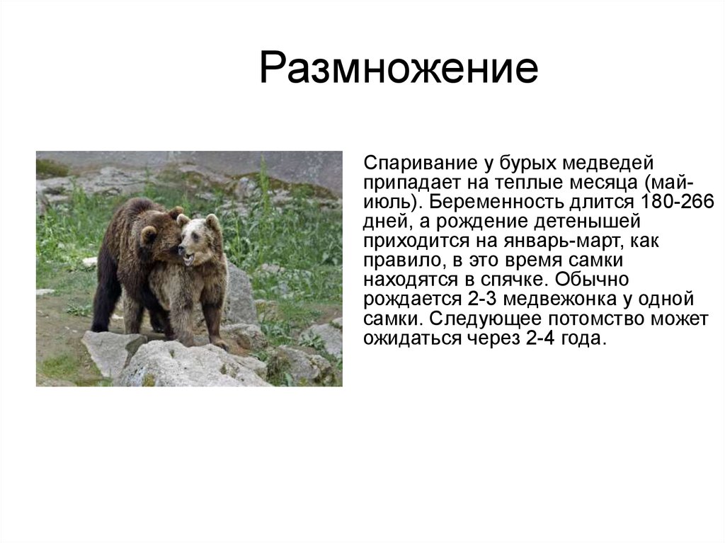 Бурый медведь порядок. Как размножаются бурые медведи. Бурый медведь размножение. Медведь для презентации. Презентация на тему бурый медведь.