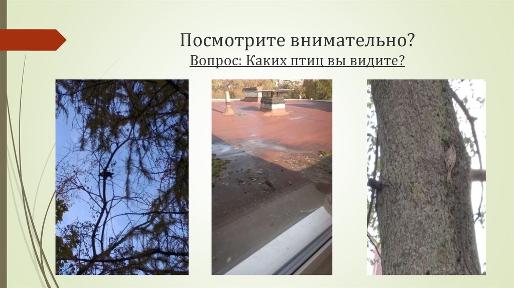 Посмотрите внимательно? Вопрос: Каких птиц вы видите?