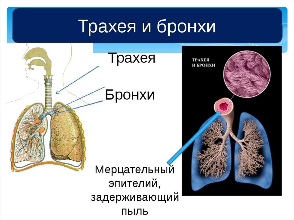 Бронхи легкие анатомия. Трахея и бронхи. Строение бронхов и легких. Трахея бронхи легкие.