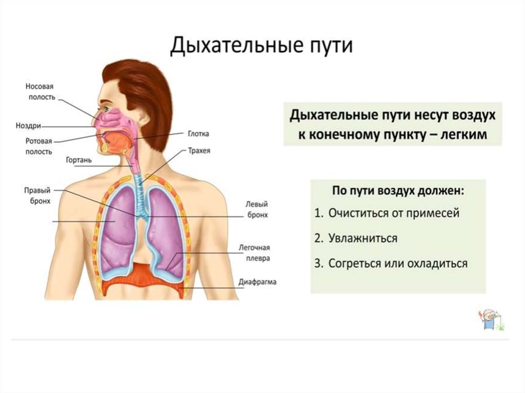 Как проходит воздух через нос схема - 95 фото