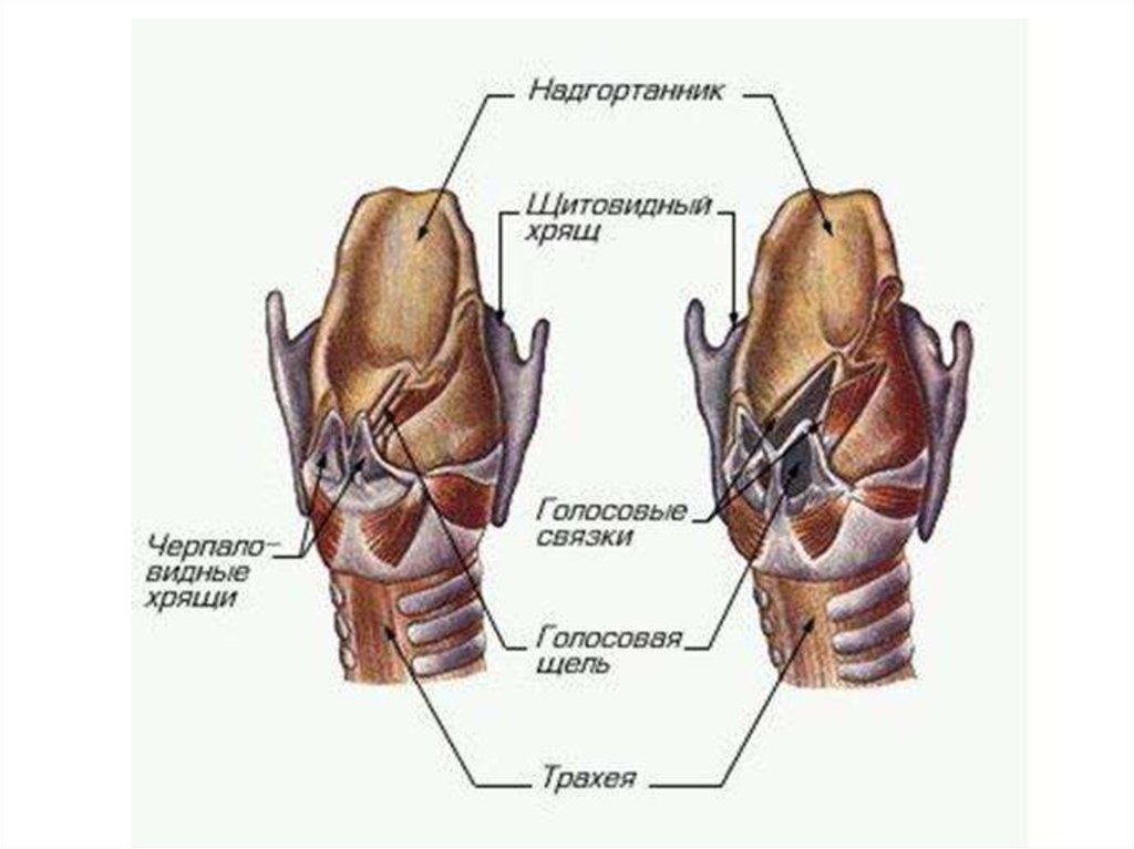 Гортань рисунок с подписями