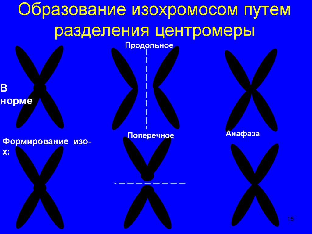 Путем деления. Изохромосома. Образование изохромосом. Разделение центромеры. Хромосомные мутации изохромосома.