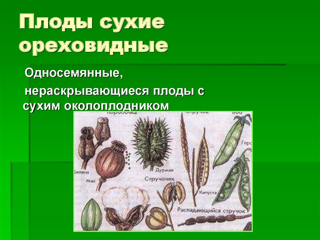 Видны плоды. Сухие односемянные нераскрывающиеся плоды. Ореховидные односемянные. Сухие односемянные плоды коробочковидные. Многосемянные ореховидные плоды.