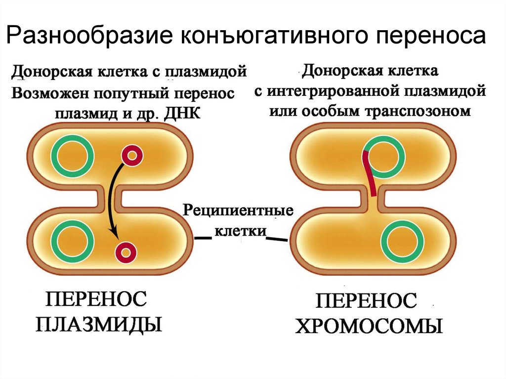 Клетка перенос