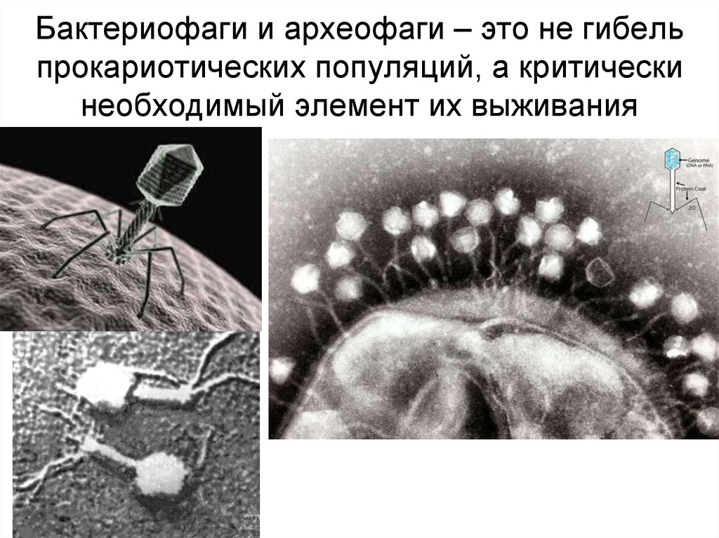 Наследственный аппарат бактериофага. Вирус бактериофаг. Бактериофаг и бактерия. Бактериофаги снимки. Бактериофаг под микроскопом.