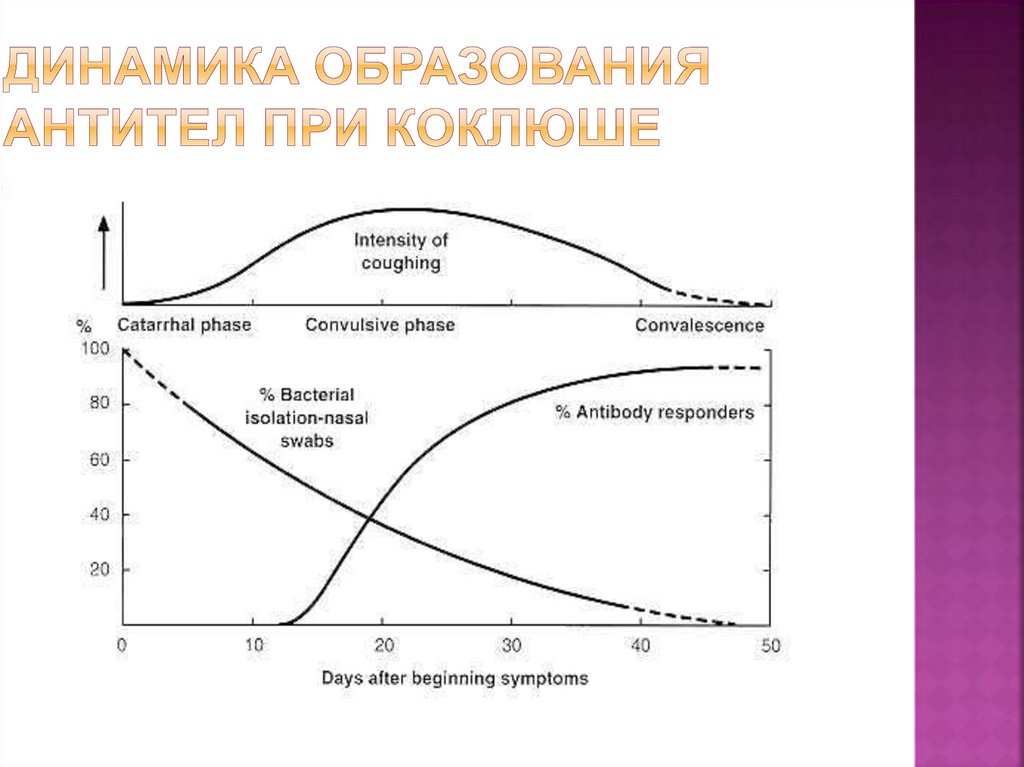 Динамика образования антител при коклюше