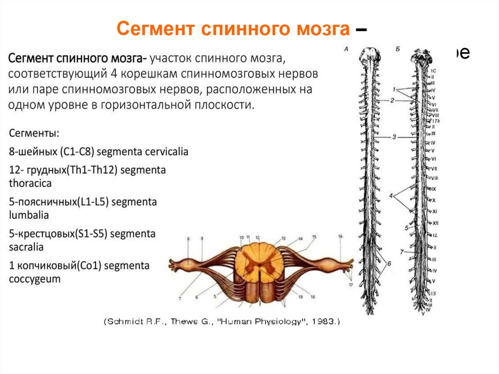 Спинной форум. Сегменты l1-l2 спинного мозга. Схема сегмента спинного мозга. Из чего состоит сегмент спинного мозга. 31 Сегмент спинного мозга.