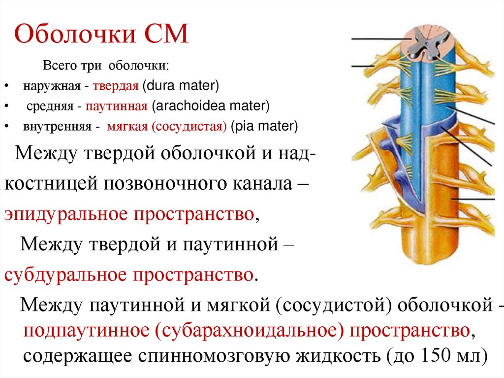 Оболочки см