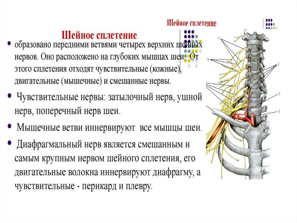 Шейное сплетение нервы. Шейное сплетение анатомия схема. Мышечные ветви шейного сплетения. Крупные ветви шейного сплетения. Двигательные ветви шейного сплетения.
