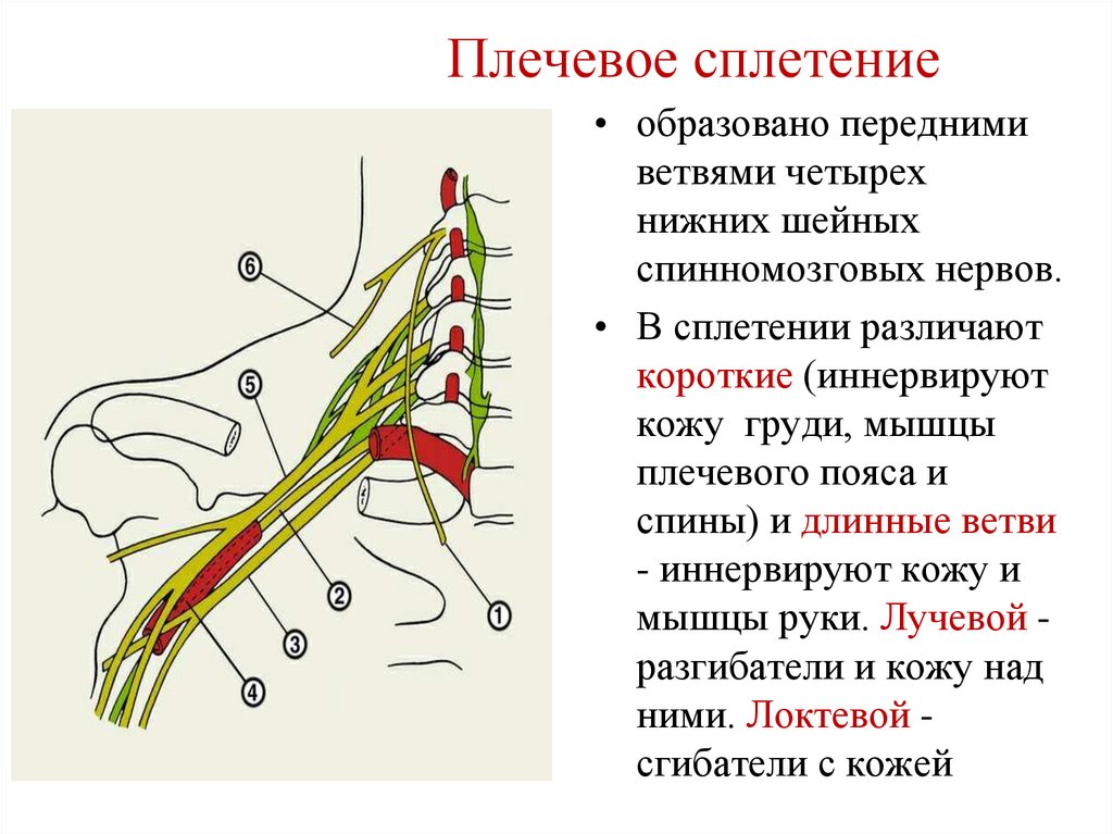 Плечевое сплетение рисунок