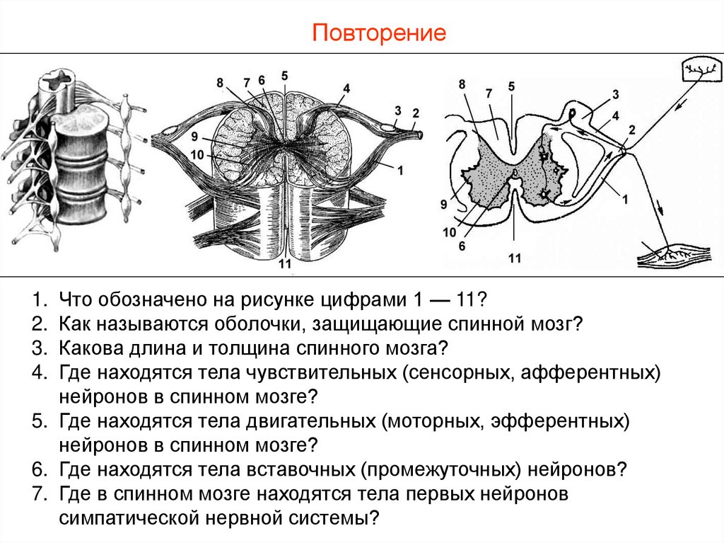 Под цифрой 7 на рисунке обозначены спинной мозг