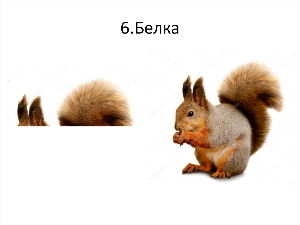 Включи про белка