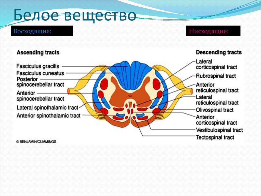 Из чего состоит белое вещество