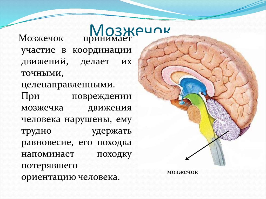 Где находится мозжечок рисунок