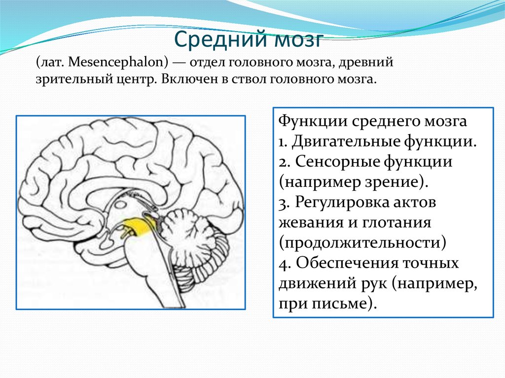 Перечислите функции среднего мозга