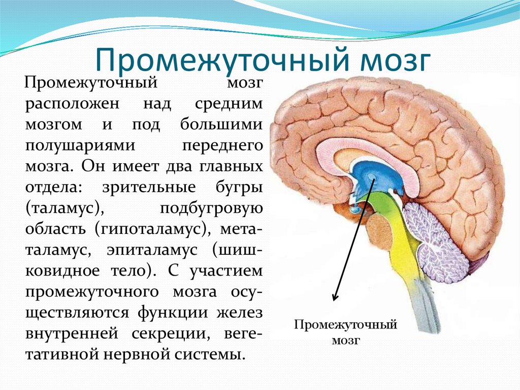 Нервные центры промежуточного мозга