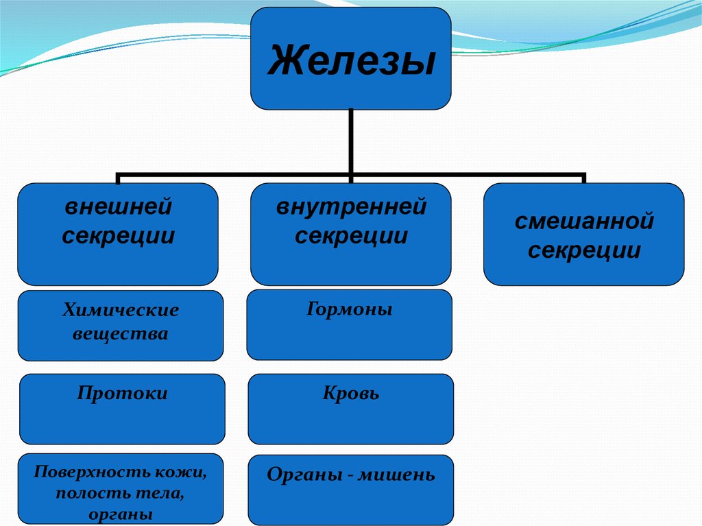 Железы внешней секреции это