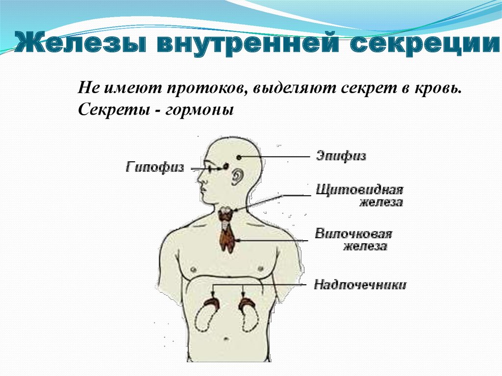 Укажите железы по изображению