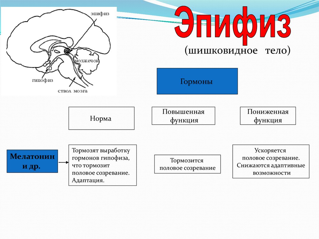 Шишковидное тело гормоны