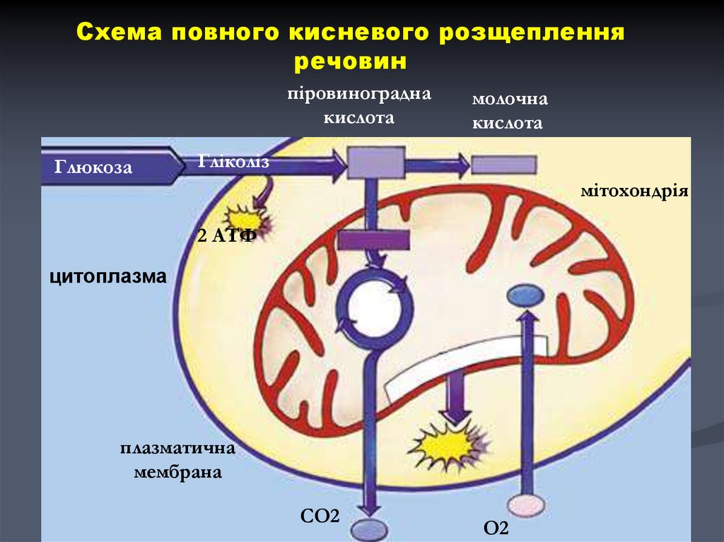 Оболочка со