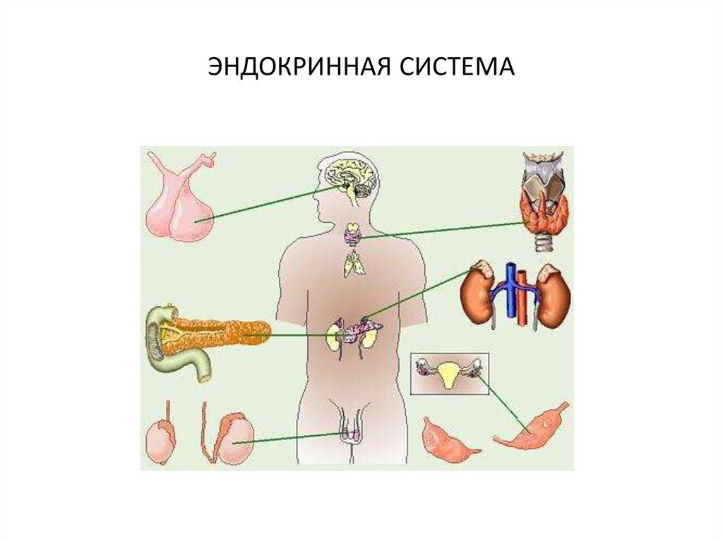 Эндокринная система картинки на английском