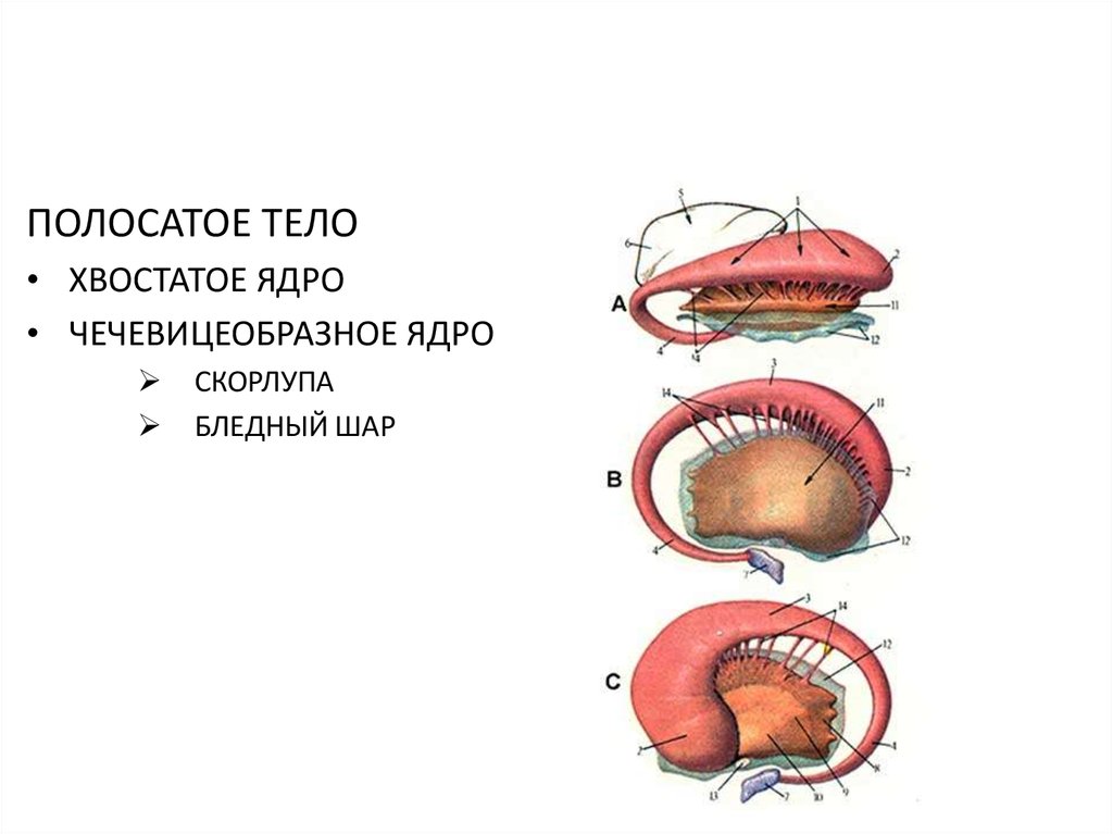 Хвостатое ядро мозга. Полосатое тело хвостатое ядро. Полосатое тело базальные ядра. Анатомия хвостатое ядро скорлупа. Полосатое тело мозга.
