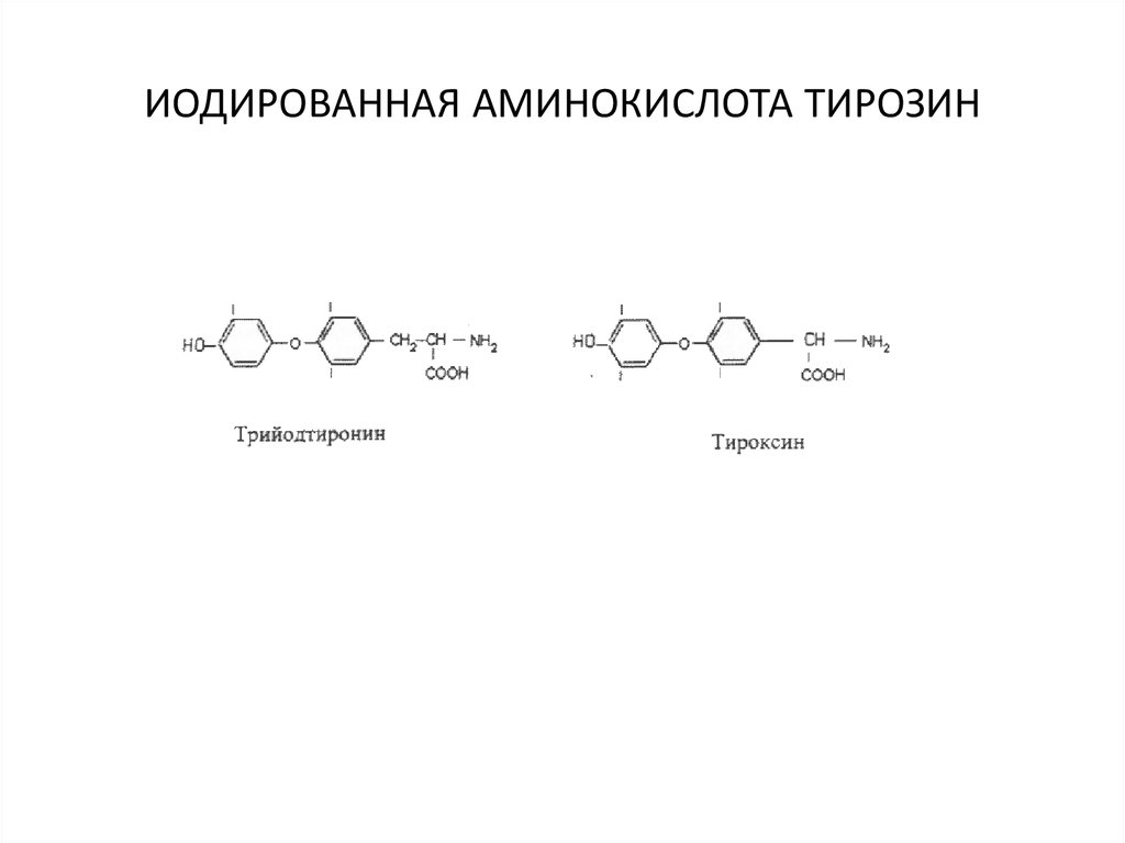 Схема синтеза катехоламинов из аминокислоты тирозина