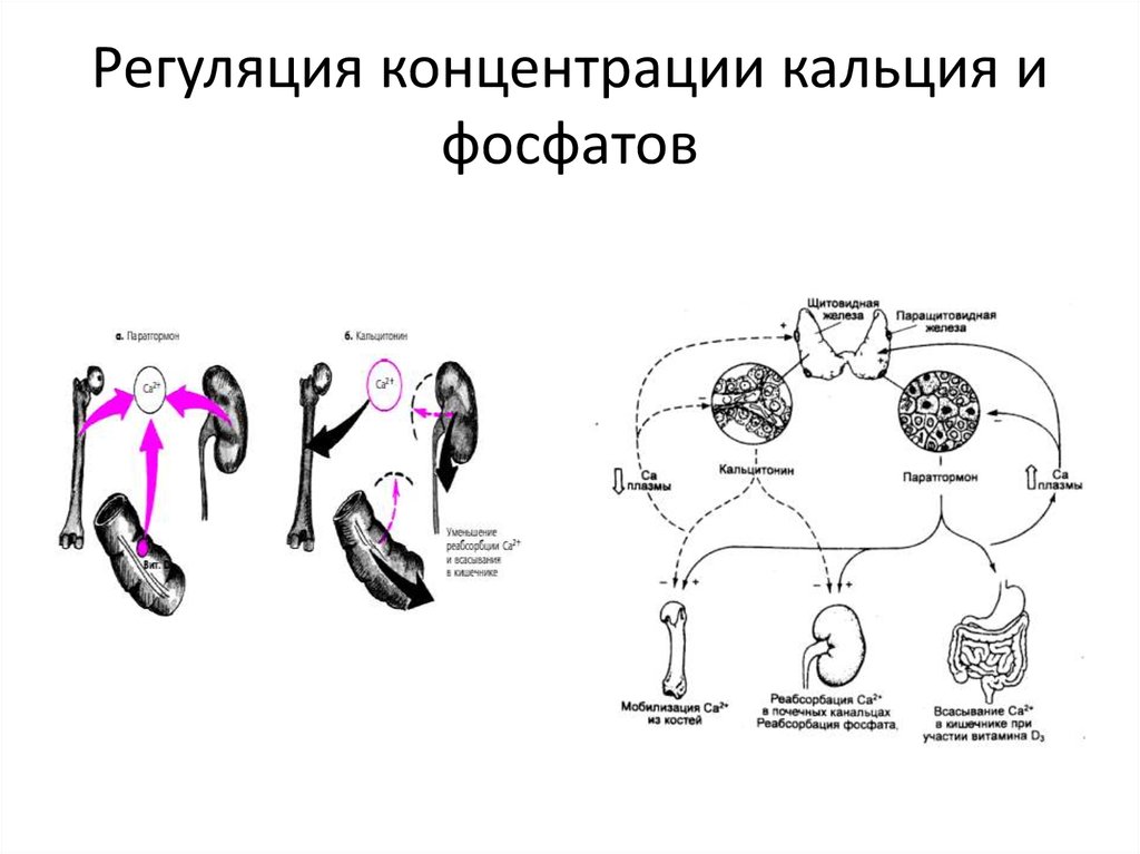 На рисунке изображена схема объясняющая механизм поддержания концентрации кальция в организме впр