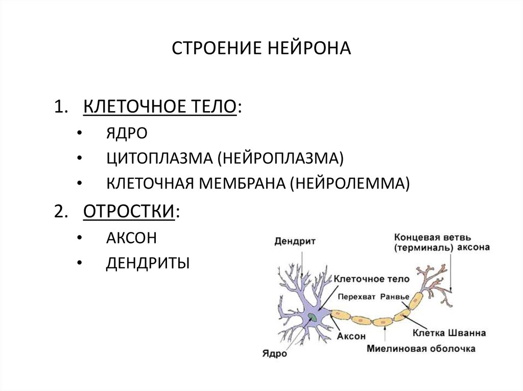Особенности строения нервных клеток. Нейрон строение и функции. Строение нервной клетки строение нейрона. Строение нейрона нейроплазма. Нервная клетка строение и функции.