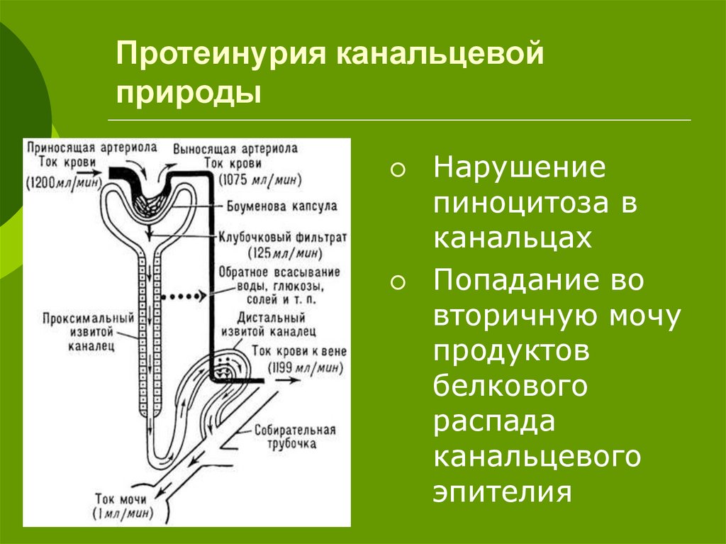 Протеинурия что