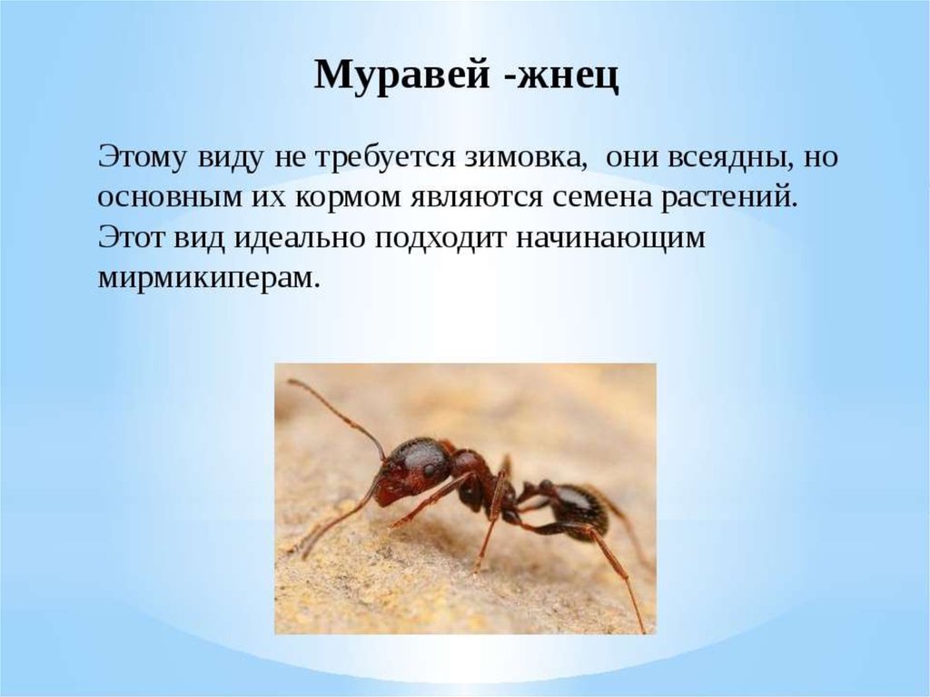 Муравьев годы жизни. Виды муравьев. Информация про муравьев. Интересные факты о муравьях жнецах. Муравьи презентация.