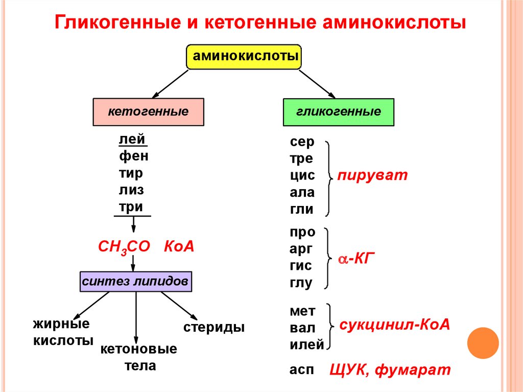 Аминокислота образуется в процессе. Кетогенные аминокислоты биохимия. 1. Перечислите гликогенные и кетогенные аминокислоты.. Кетогенные (тре, Илей, лей, трипт, Лиз, фен, тир) аминокислоты.. Классификация аминокислот по метаболизму.