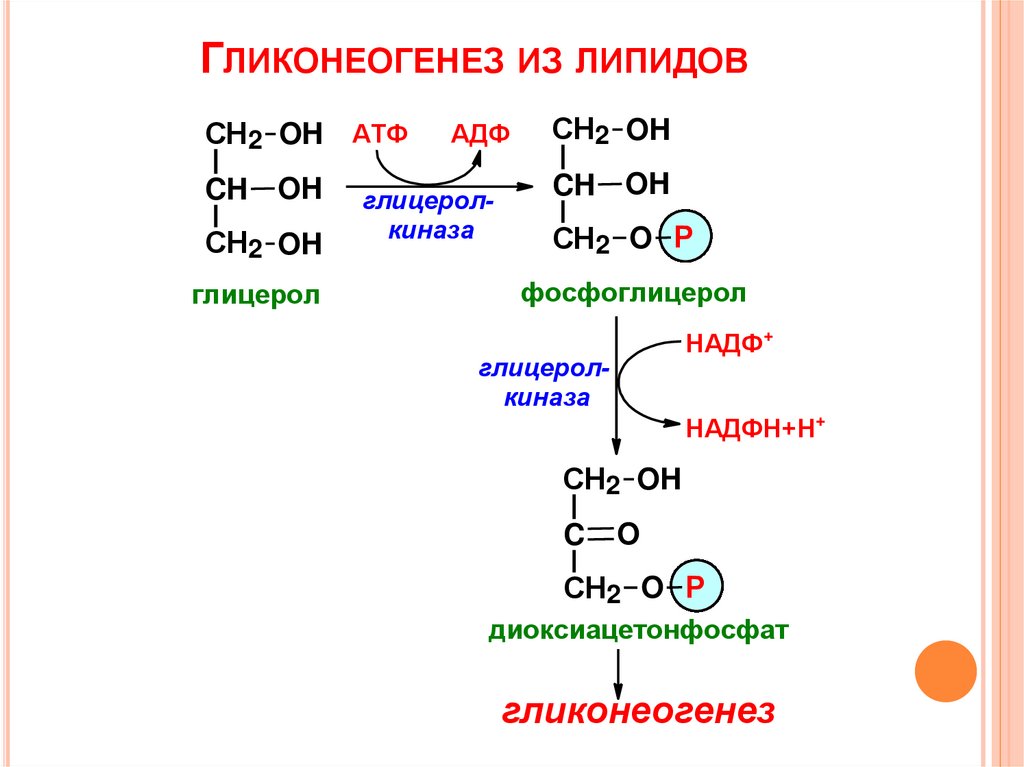 Синтез углеводов атф. Окисление глицерола схема. Синтез жиров из глицерол-3-фосфат. Глицерол синтезируется из. Синтез глицерола.
