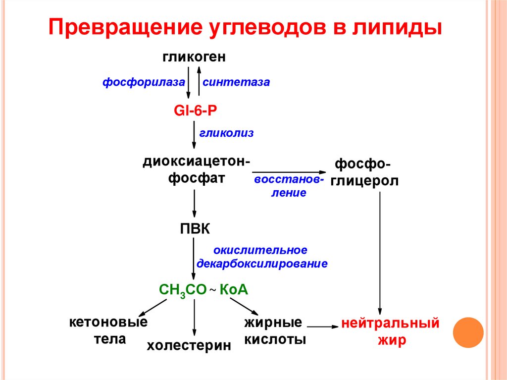 Синтез белка синтез липидов. Схема преобразования углеводов. Схема взаимопревращений фосфолипидов. Общая схема метаболизма углеводов. Схема процесса расщепления углеводов.