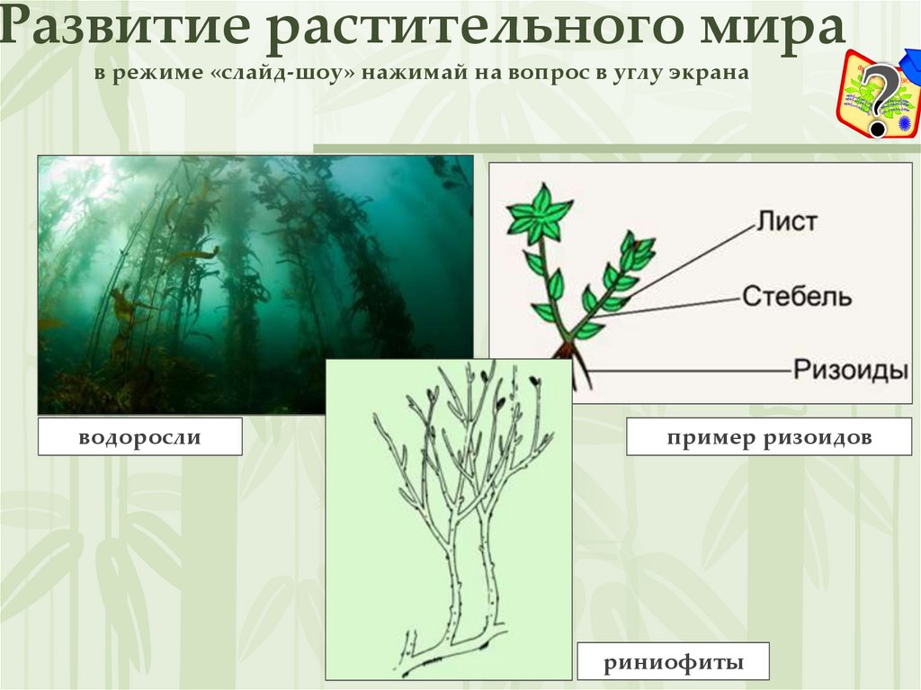 Какова роль человека в эволюции растительного. Эволюция растений риниофиты.