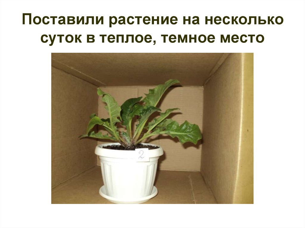 Растения поставляют
