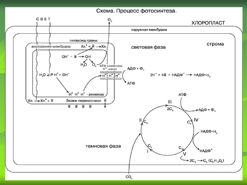 Хлоропласт темновая фаза. Процесс фотосинтеза в хлоропластах схема. Схема процесса фотосинтеза. Фотосинтез схема световая. Схемы процесса схему фотосинтеза.