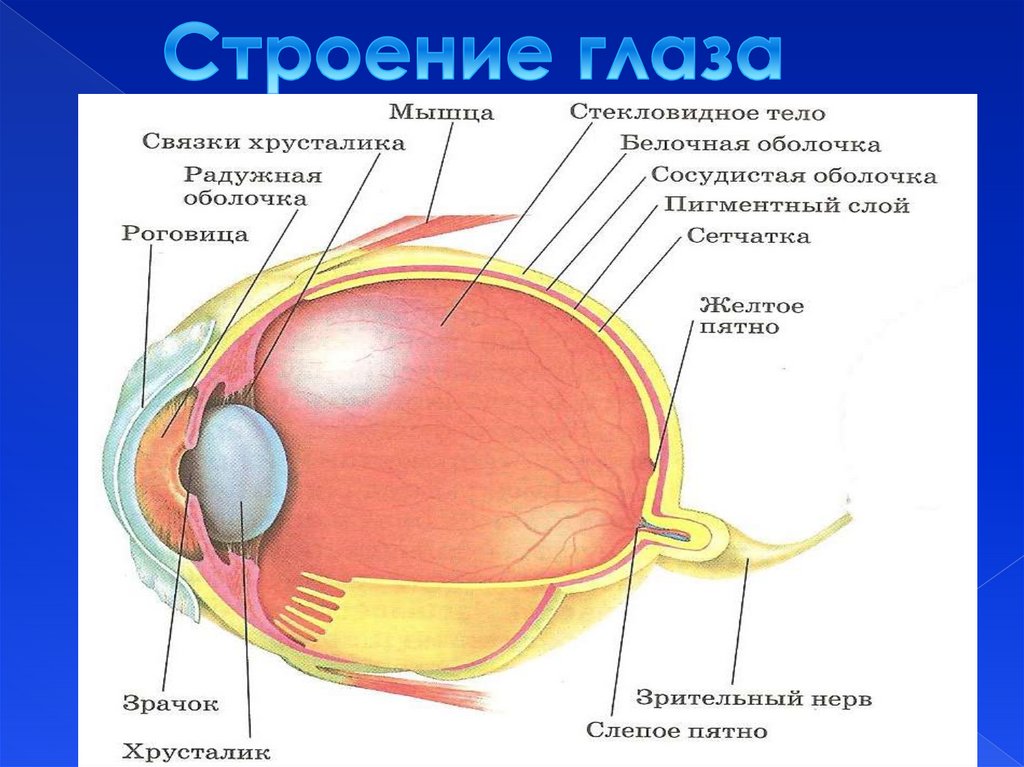 Какой цифрой на рисунке обозначена белочная оболочка глаза
