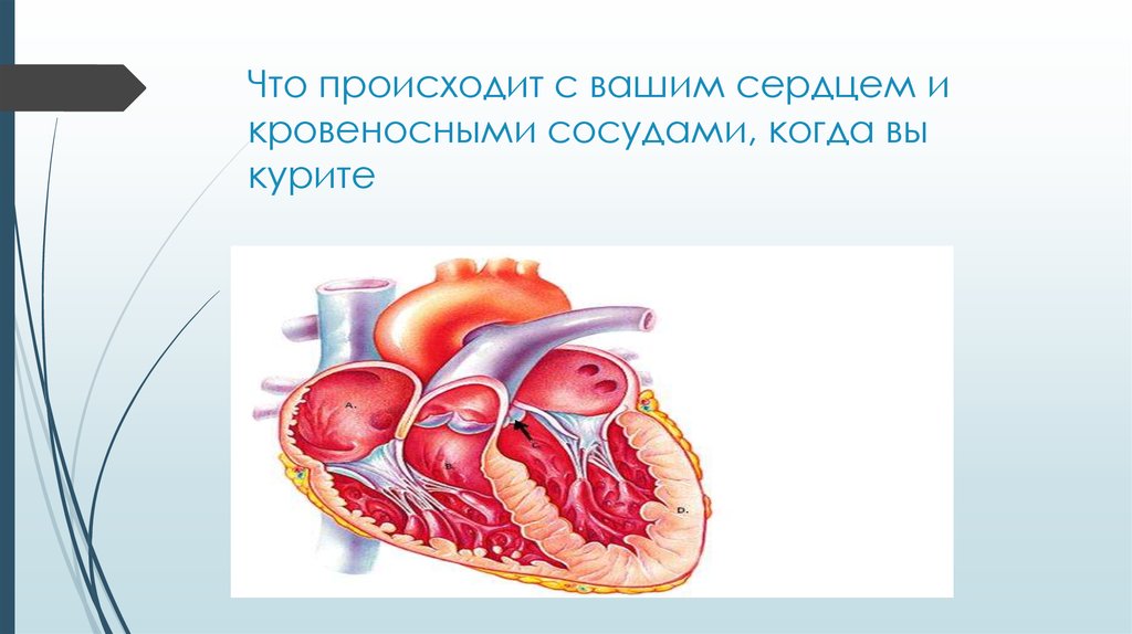 Что происходит с вашим сердцем и кровеносными сосудами, когда вы курите
