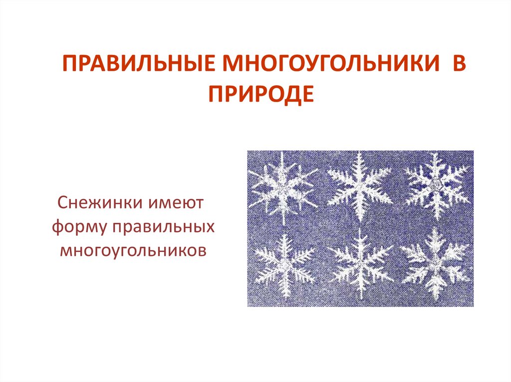 Многоугольники в природе. Правильные многоугольники в природе снежинки. Правильные многоугольники в природе. Снежинки имеют правильную форму многоугольника. Правильные меого угольники в природе.