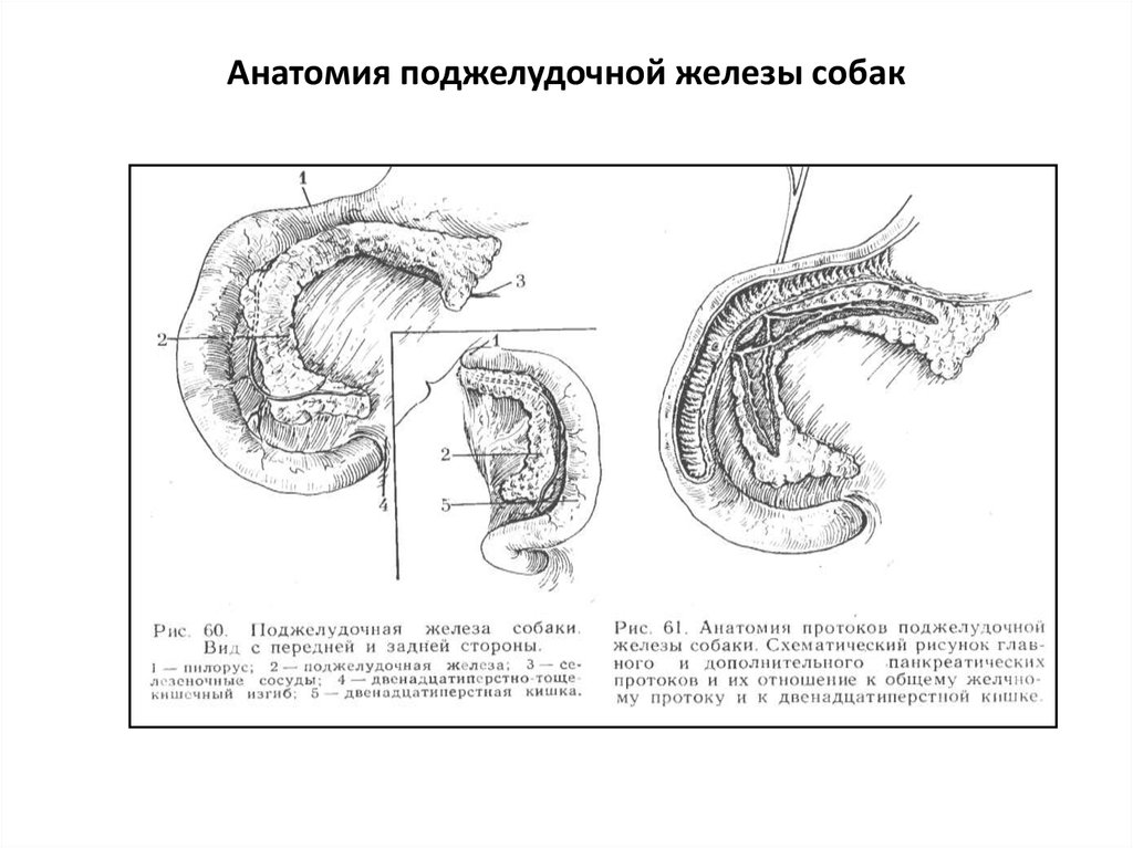 Заболевания поджелудочной железы хирургия презентация