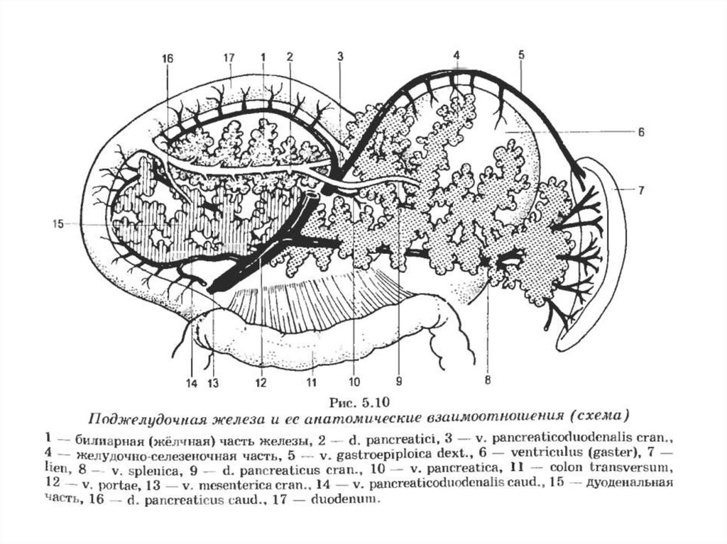 Поджелудочная железа рисунок егэ