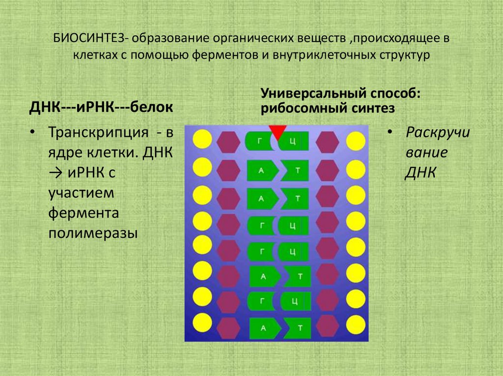 Биосинтез белка в клетке 9 класс презентация