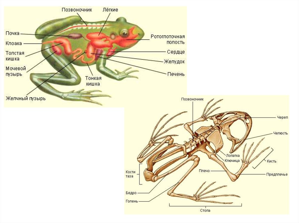 Скелет земноводных 8 класс