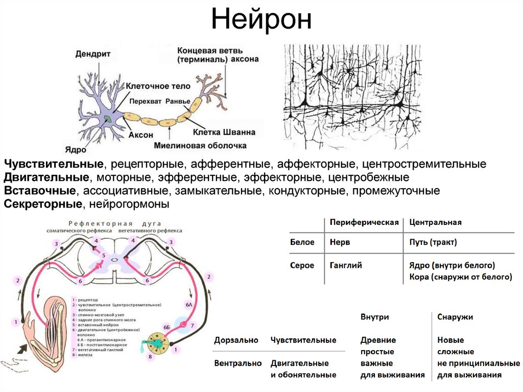 Функции чувствительных и двигательных нейронов. Центральный двигательный Нейрон схема. Схема двигательного нейрона. Анатомия центрального двигательного нейрона. Периферический двигательный Нейрон анатомия.