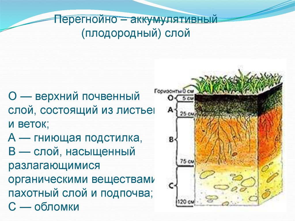 Верхние слои земли называют. Почва – верхний слой земли. Состав почвы. Схема плодородного слоя почвы. Почвенный профиль 3 слоя. Слои почвы в разрезе.