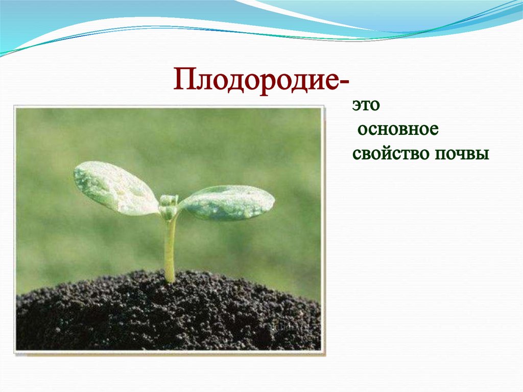 Плодородие это свойство почвы которое. Основное свойство почвы плодородие. Свойства почв плодородие. Плодородие главное свойство почвы. Главное свойство почвы.