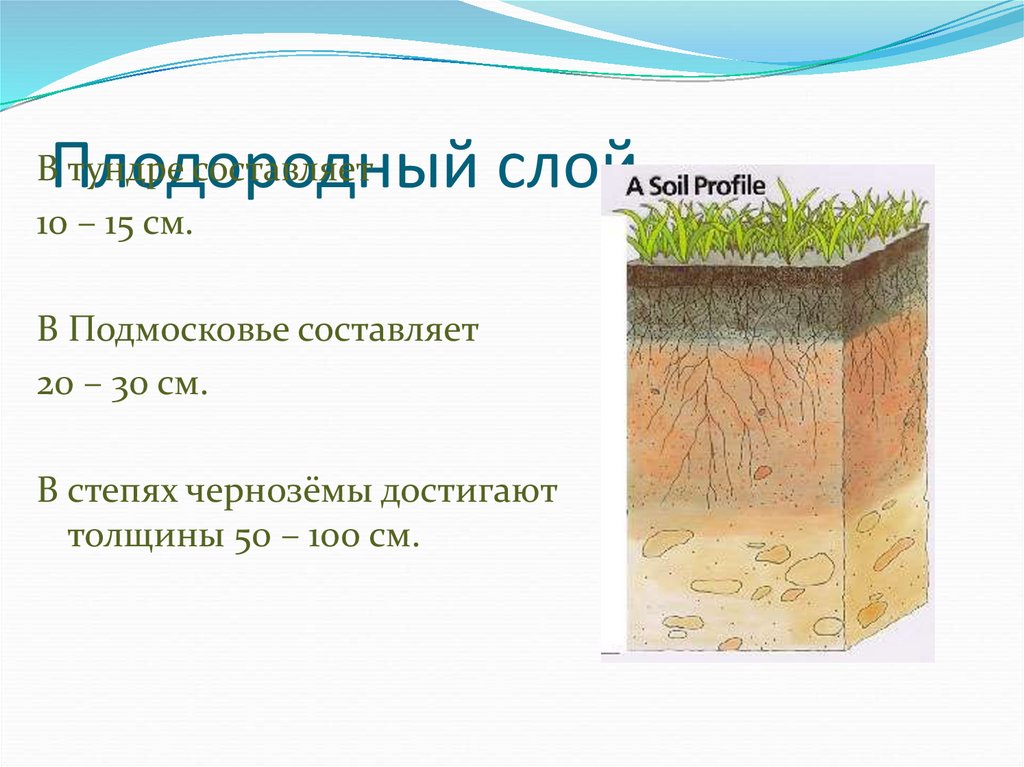 Какую толщину может достигать почва. Плодородный слой почвы. Слои почвы. Строение плодородного слоя земли. Слои почвы в разрезе.