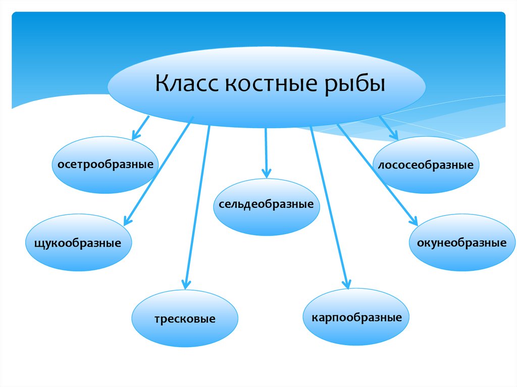 Класс рыбы презентация по биологии 7 класс